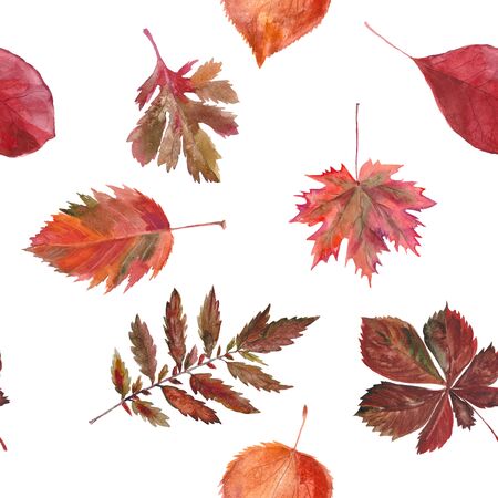 Watercolor seamless background leafs. Autumn. White and redの写真素材