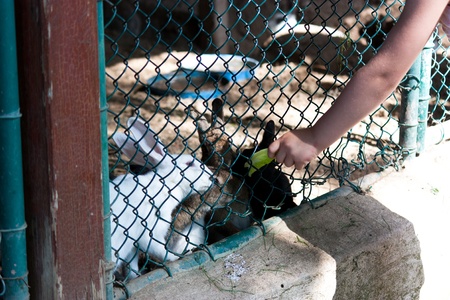 Beautiful girl feeding rabbits in the zooの写真素材