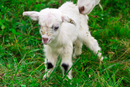 Cute white goat kid on a farm
