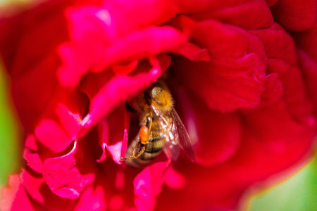 Bee gathering pollen on red rose, macro shot