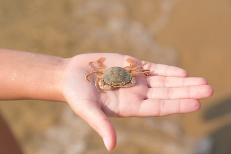 Baby crab on the child's hand, the sea shoreの写真素材