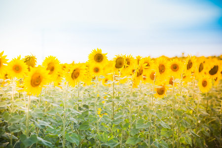 Sunflower field at the sunsetの写真素材