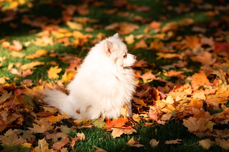 Cute white friendly spitz dog in autumn leaves in the parkの写真素材