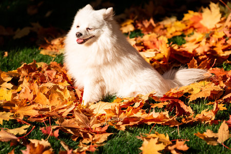 Cute white friendly spitz dog in autumn leaves in the park