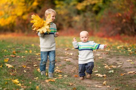 Happy little boys gathering autumn leaves in the park in autumnの写真素材
