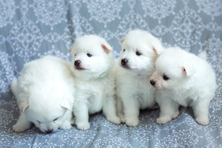 Cute adorable fluffy white spitz dog puppies on the blanket. Best pet friend for kidsの写真素材