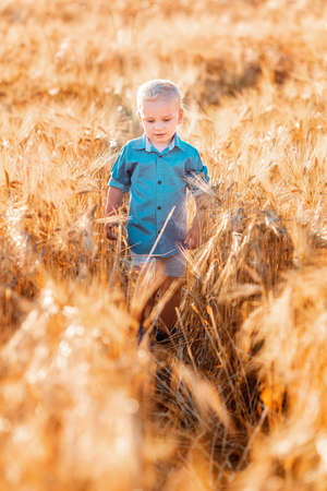 Cute baby boy running down golden wheat field at the sunsetの写真素材