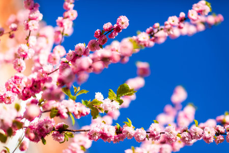 Spring bright blooming and blossoming flower branch against blue sky