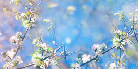 Spring blooming and blossoming flower branch against blue sky bannerの写真素材