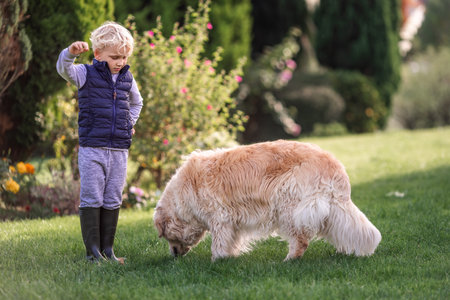 Little boy playing and training golden retriever dog in the field in summer day together. Cute child with doggy pet portrait at nature. Dog pet child's best friendの写真素材