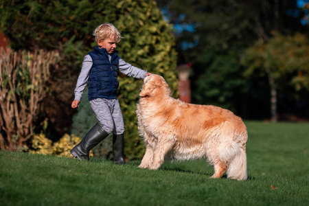 Little boy playing and training golden retriever dog in the field in summer day together. Cute child with doggy pet portrait at nature. Dog pet child's best friendの写真素材