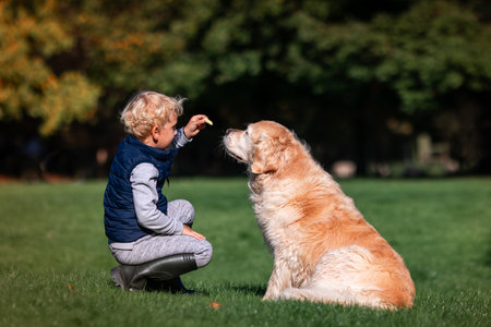 Little boy playing and training golden retriever dog in the field in summer day together. Cute child with doggy pet portrait at nature. Dog pet child's best friendの写真素材