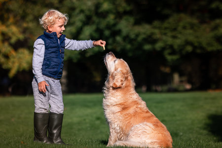 Little boy playing and training golden retriever dog in the field in summer day together. Cute child with doggy pet portrait at nature. Dog pet child's best friendの写真素材
