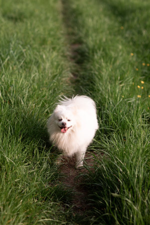 Young couple enjoying a summer day outdoors a Black man and a White woman together in a natural garden field, expressing romance and love in a peaceful, sunny settingの写真素材
