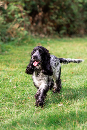 Lively English Cocker Spaniel sprinting across a green field on a bright day. This playful dog image...