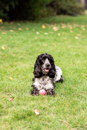 Young English Cocker Spaniel playing in a grassy field on a sunny day. Ideal for concepts of freedom, exercise, outdoor fun, and loyal companionship.の写真素材