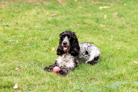 Young Cocker Spaniel playing in a grassy field on a sunny day. Ideal for concepts of freedom,...
