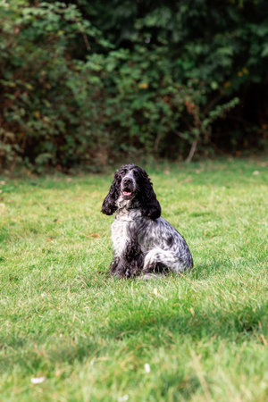 English Cocker Spaniel enjoying open countryside, sitting on fresh grass.の写真素材