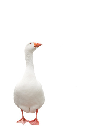 Goose isolatedの写真素材
