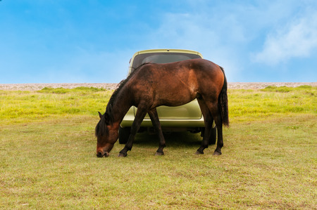 Horse pasturing close to the carの写真素材