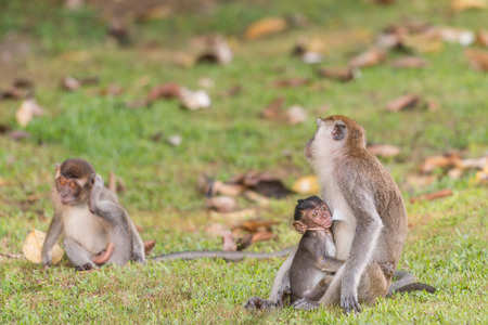 The monkey baby having breastfeedingの写真素材