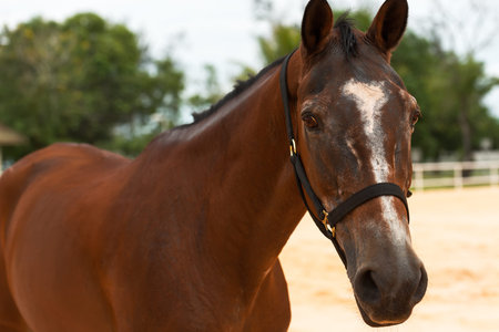 Brown horse close upの写真素材