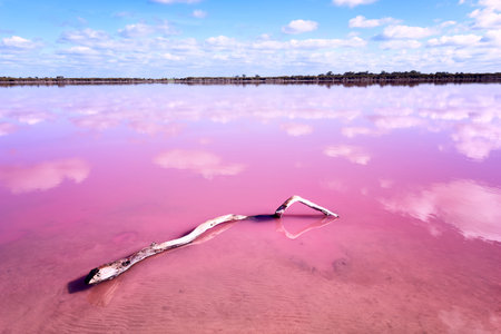 Panoramic view of Pink Salt Lake with piece of wood in Western Australia. This lake turns pink in summer cause of an algae with red pigments. Blue sky, horizon,copy space	?の写真素材