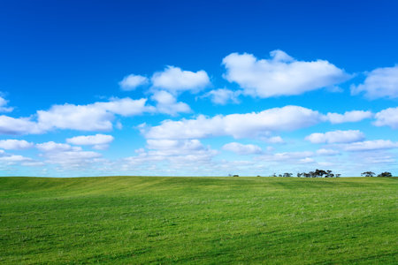 Green meadow  with trees under blue sky with clouds