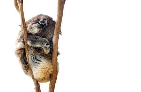 Australian koala bear isolated with copyspace for slogan or text messageの写真素材