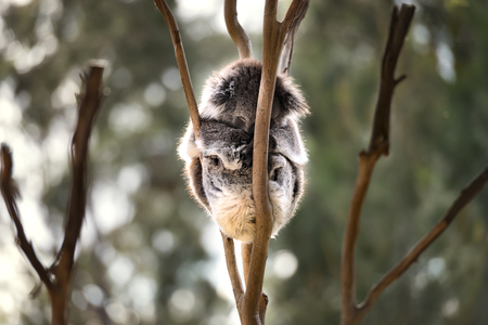 Australian koala bear sleeping on the treeの写真素材