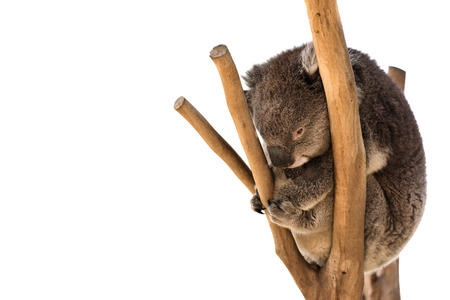 Australian koala bear isolated with copyspace for slogan or text messageの写真素材