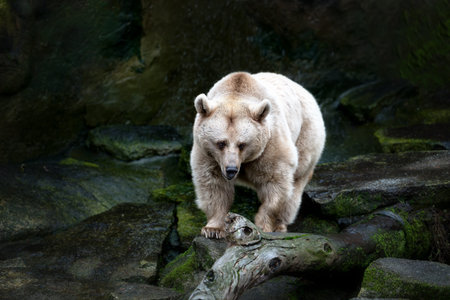 Polar bear walking on the rocks with dark backgroundの写真素材