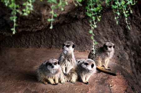Portrait group of  watchful Meerkatsの写真素材