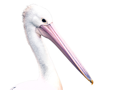 White Pelican (Pelecanus onocrotalus) also known as the Eastern White Pelican, Rosy Pelican or White Pelican is a bird in the pelican family  isolatedの写真素材