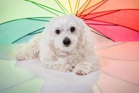 White Maltese Dog Lying and Looking in Camera with rainbow colored umbrella
