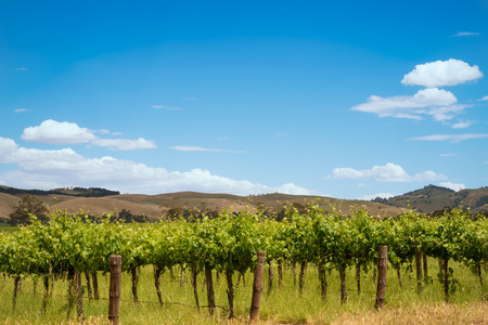 Vineyards raw with blue sky in spring time in Australiaの写真素材