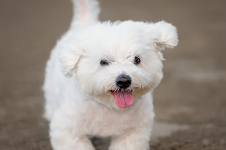 White Maltese dog running outdoorsの写真素材