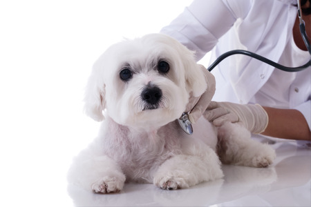 Veterinarian examining a cute maltese dog with a stethoscope onの写真素材