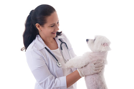 veterinarian examining a cute maltese dog, isolatedの写真素材