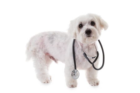 cute white maltese dog with a stethoscope on his neck, isolated on white backgroundの写真素材