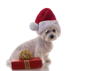 Full length of sitting maltese dog wearing Christmas hat with gift box ,isolated with copyspace for textの写真素材