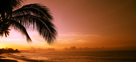 Orange sunset in Polynesia. The coast of the tropical island. Silhouettes of palm leaves on a background of a pink sky.の写真素材