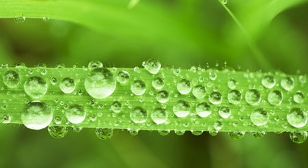 Background of bright green leaves with drops on the surface. Cover with field plants.の写真素材