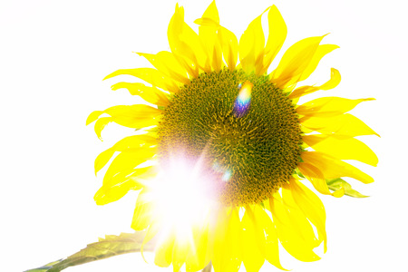 Sunflower flower against the background of the sun. Sunlight shines through bright yellow petalsの写真素材