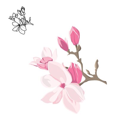 Magnolia-tree flower isolated on white background. Contour silhouette of a flowering branch. Vector illustrationのイラスト素材