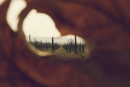 Valley with vineyards framed by a leaf. Rows of grapes with distant mountains on the horizon....
