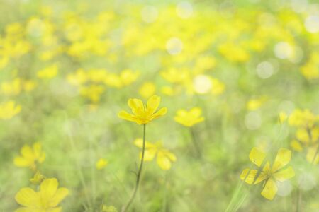 Yellow glade of buttercups. Bright flower close-up in the foreground in the sunlight. The background is blurry.の写真素材