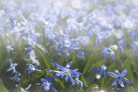 Blue flowers in the sunlight on a blurred background. Natural screensaverの写真素材