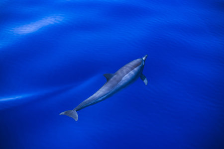 Dolphin swims in the bright blue clear water of the tropical sea. Beautiful weather on a sea voyage