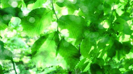 Background, splash, cover of bright green lush tree foliage with sun glare and skylights shot from belowの写真素材
